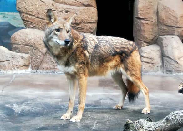 動物図鑑・コヨーテ